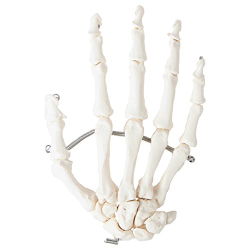 Axis Scientific Skeletal Hand | Left | Fully Articulated Flexible Hand Skeleton is Secured with Quality Wire to Demonstrate Movement | Includes Product Manual