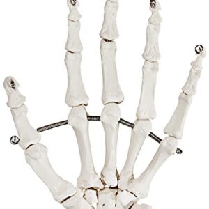 Axis Scientific Skeletal Hand | Left | Fully Articulated Flexible Hand Skeleton is Secured with Quality Wire to Demonstrate Movement | Includes Product Manual