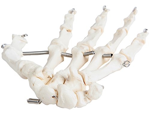 Axis Scientific Skeletal Hand | Left | Fully Articulated Flexible Hand Skeleton is Secured with Quality Wire to Demonstrate Movement | Includes Product Manual