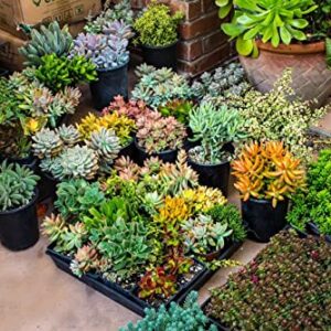 Fat Plants San Diego Premium Cacti and Succulent Potting Mix Soil - for Cactus Palm Tree Citrus Plant Grown in Gardening Containers - Indoors & Outdoors Use - with Natural Food/Fertilizer