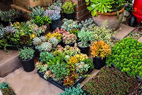 Fat Plants San Diego Premium Cacti and Succulent Potting Mix Soil - for Cactus Palm Tree Citrus Plant Grown in Gardening Containers - Indoors & Outdoors Use - with Natural Food/Fertilizer