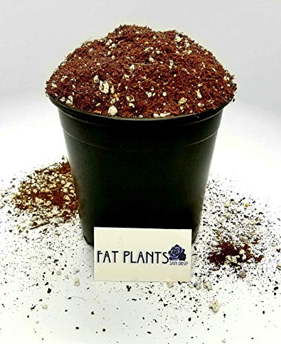 Fat Plants San Diego Premium Cacti and Succulent Potting Mix Soil - for Cactus Palm Tree Citrus Plant Grown in Gardening Containers - Indoors & Outdoors Use - with Natural Food/Fertilizer