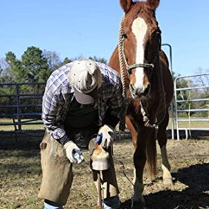 Basic Horse Hoof Trimmer Set – Electric Plug in - 110 Volt - Accessories Included