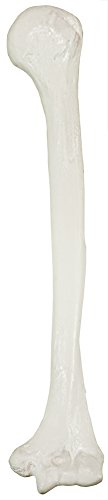 Axis Scientific Humerus Bone Model?–?Left Bone Replica, Features Natural Textures and Landmarks of Human Humerus Bone – Includes Detailed?Product Manual