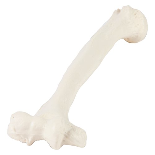 Axis Scientific Humerus Bone Model?–?Left Bone Replica, Features Natural Textures and Landmarks of Human Humerus Bone – Includes Detailed?Product Manual