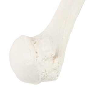 Axis Scientific Humerus Bone Model?–?Left Bone Replica, Features Natural Textures and Landmarks of Human Humerus Bone – Includes Detailed?Product Manual