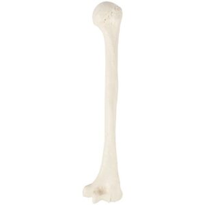 Axis Scientific Humerus Bone Model?–?Left Bone Replica, Features Natural Textures and Landmarks of Human Humerus Bone – Includes Detailed?Product Manual