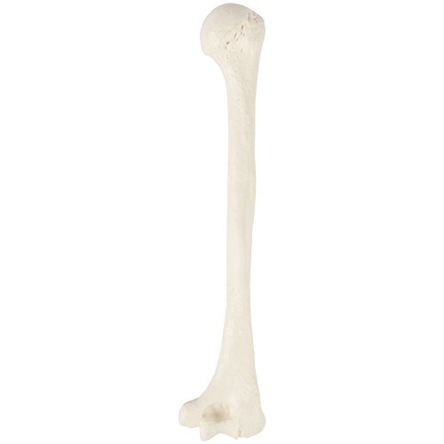 Axis Scientific Humerus Bone Model?–?Left Bone Replica, Features Natural Textures and Landmarks of Human Humerus Bone – Includes Detailed?Product Manual