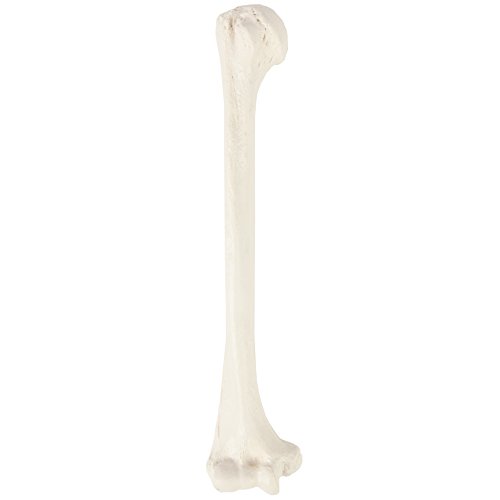 Axis Scientific Humerus Bone Model?–?Left Bone Replica, Features Natural Textures and Landmarks of Human Humerus Bone – Includes Detailed?Product Manual