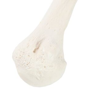 Axis Scientific Humerus Bone Model?–?Left Bone Replica, Features Natural Textures and Landmarks of Human Humerus Bone – Includes Detailed?Product Manual