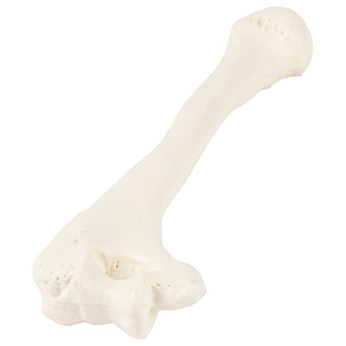 Axis Scientific Humerus Bone Model?–?Left Bone Replica, Features Natural Textures and Landmarks of Human Humerus Bone – Includes Detailed?Product Manual