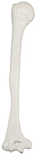 Axis Scientific Humerus Bone Model?–?Left Bone Replica, Features Natural Textures and Landmarks of Human Humerus Bone – Includes Detailed?Product Manual