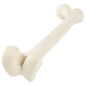 Axis Scientific Femur Bone Model | Left | Cast from a Real Human Femur Bone l Upper Leg Bone Model Has Realistic Texture and Important Bony Landmarks | Includes Product Manual