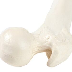 Axis Scientific Femur Bone Model | Left | Cast from a Real Human Femur Bone l Upper Leg Bone Model Has Realistic Texture and Important Bony Landmarks | Includes Product Manual