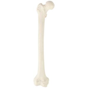 Axis Scientific Femur Bone Model | Left | Cast from a Real Human Femur Bone l Upper Leg Bone Model Has Realistic Texture and Important Bony Landmarks | Includes Product Manual