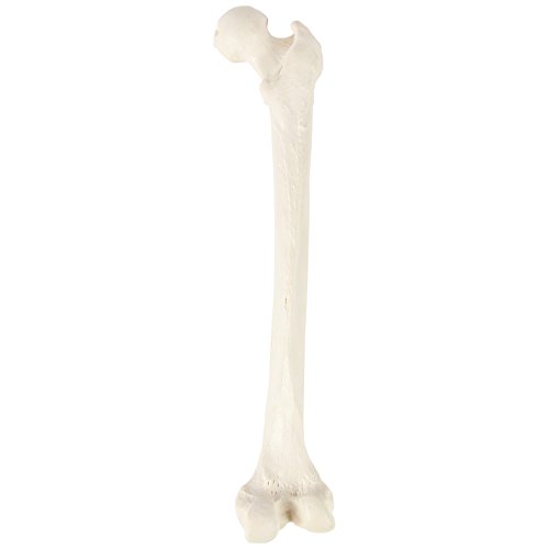 Axis Scientific Femur Bone Model | Left | Cast from a Real Human Femur Bone l Upper Leg Bone Model Has Realistic Texture and Important Bony Landmarks | Includes Product Manual