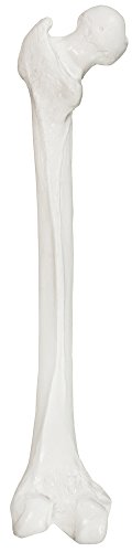 Axis Scientific Femur Bone Model | Left | Cast from a Real Human Femur Bone l Upper Leg Bone Model Has Realistic Texture and Important Bony Landmarks | Includes Product Manual