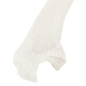 Axis Scientific Ulna Bone Model | Right | Cast from a Real Human Ulna Bone l Forearm Bone Model Has Realistic Texture and Important Bony Landmarks | Includes Product Manual