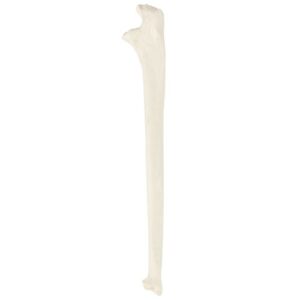 Axis Scientific Ulna Bone Model | Right | Cast from a Real Human Ulna Bone l Forearm Bone Model Has Realistic Texture and Important Bony Landmarks | Includes Product Manual