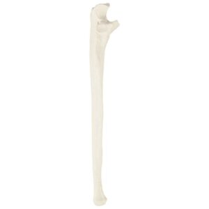 Axis Scientific Ulna Bone Model | Right | Cast from a Real Human Ulna Bone l Forearm Bone Model Has Realistic Texture and Important Bony Landmarks | Includes Product Manual