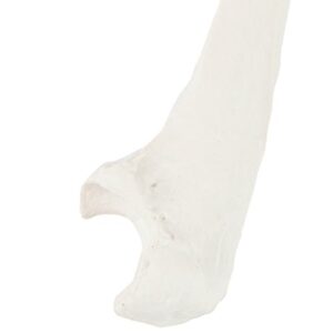 Axis Scientific Ulna Bone Model | Right | Cast from a Real Human Ulna Bone l Forearm Bone Model Has Realistic Texture and Important Bony Landmarks | Includes Product Manual