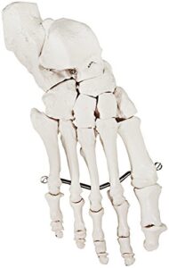 axis scientific skeletal foot | right | fully articulated flexible foot skeleton is secured with quality wire to demonstrate movement | includes product manual