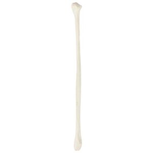 axis scientific fibula bone model | right | cast from a real human fibula bone l lower leg bone model has realistic texture and important bony landmarks | includes product manual