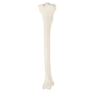 Axis Scientific Tibia Bone Model | Left | Cast from a Real Human Fibula Bone l Lower Leg Bone Model Has Realistic Texture and Important Bony Landmarks