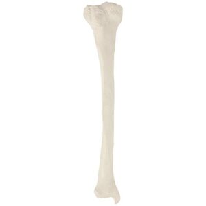 Axis Scientific Tibia Bone Model | Left | Cast from a Real Human Fibula Bone l Lower Leg Bone Model Has Realistic Texture and Important Bony Landmarks