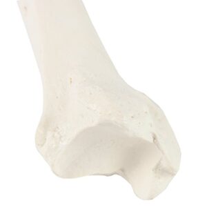 Axis Scientific Tibia Bone Model | Left | Cast from a Real Human Fibula Bone l Lower Leg Bone Model Has Realistic Texture and Important Bony Landmarks