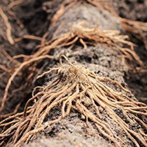 10 JERSEY KNIGHT Asparagus Plants / bare-root crowns -- Organic NON-GMO