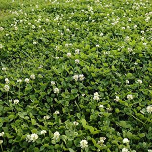 white clover seeds, nitro-coated and inoculated, 1 pound by seeds2go