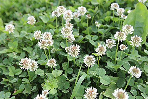 White Clover Seeds, Nitro-Coated and Inoculated, 1 Pound by Seeds2Go