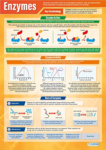 Daydream Education Enzymes | Science Posters | Gloss Paper measuring 33” x 23.5” | STEM Charts for the Classroom | Education Charts