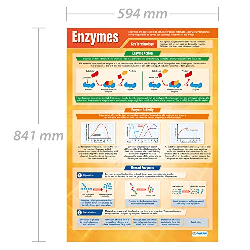 Daydream Education Enzymes | Science Posters | Gloss Paper measuring 33” x 23.5” | STEM Charts for the Classroom | Education Charts