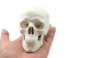 zgood mini human medical anatomical head bone skull bone model