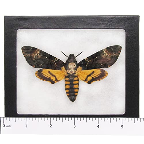 BicBugs Acherontia atropos REAL FRAMED SILENCE OF THE LAMBS DEATH'S HEAD MOTH