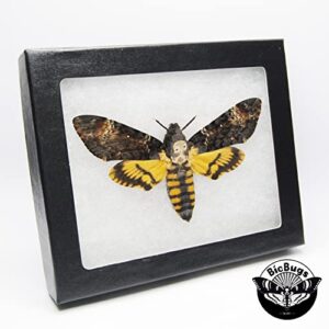 BicBugs Acherontia atropos REAL FRAMED SILENCE OF THE LAMBS DEATH'S HEAD MOTH