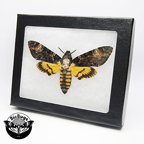 BicBugs Acherontia atropos REAL FRAMED SILENCE OF THE LAMBS DEATH'S HEAD MOTH