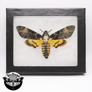 BicBugs Acherontia atropos REAL FRAMED SILENCE OF THE LAMBS DEATH'S HEAD MOTH