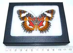 bicbugs cethosia hypsea real framed butterfly red indonesia