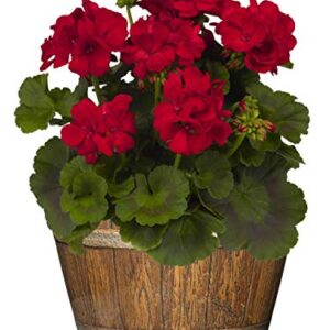 Classic Home and Garden Whiskey Resin Flower Pot Barrel Planter, Oak Brown, 9"