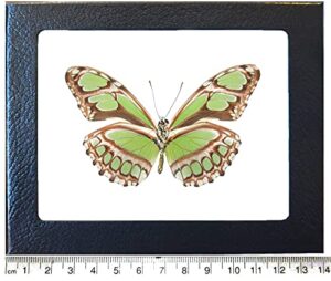 bicbugs philaethria dido verso real framed butterfly green peru