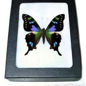 GRAPHIUM WEISKEI Real Framed Butterfly Pink Purple Blue Indonesia