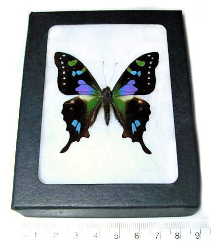 GRAPHIUM WEISKEI Real Framed Butterfly Pink Purple Blue Indonesia