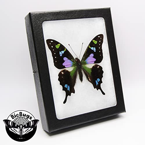 GRAPHIUM WEISKEI Real Framed Butterfly Pink Purple Blue Indonesia