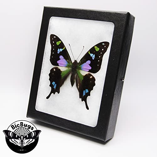 GRAPHIUM WEISKEI Real Framed Butterfly Pink Purple Blue Indonesia