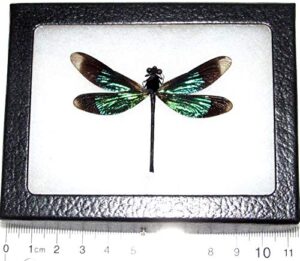 bicbugs calopteryx virgo real framed green black dragonfly damselfly indonesia