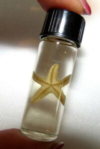 bicbugs wet specimen real seastar starfish preserved in vial