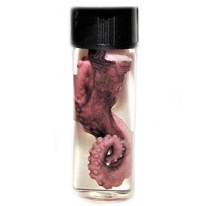 bicbugs real octopus purple tentacle preserved in vial wet specimen xl